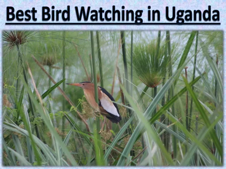 best bird watching in uganda