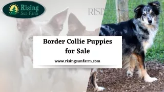 Border Collie Puppies for Sale: Discover Your Loyal and Dynamic Companion