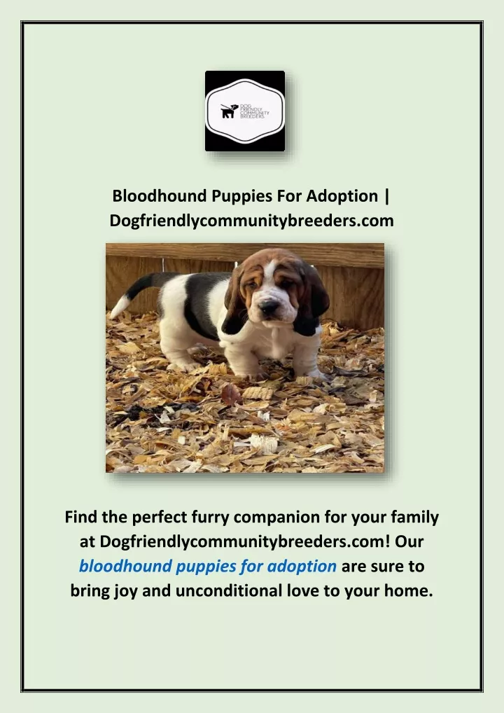 bloodhound puppies for adoption
