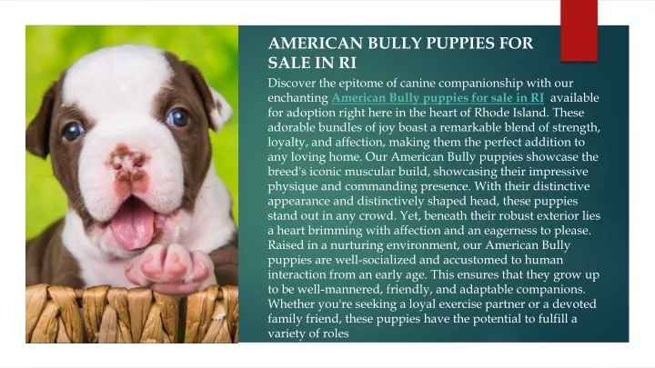 american bully puppies for sale in ri