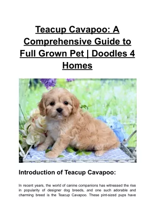 Teacup Cavapoo_ A Comprehensive Guide to Full Grown Pet _ Doodles 4 Homes