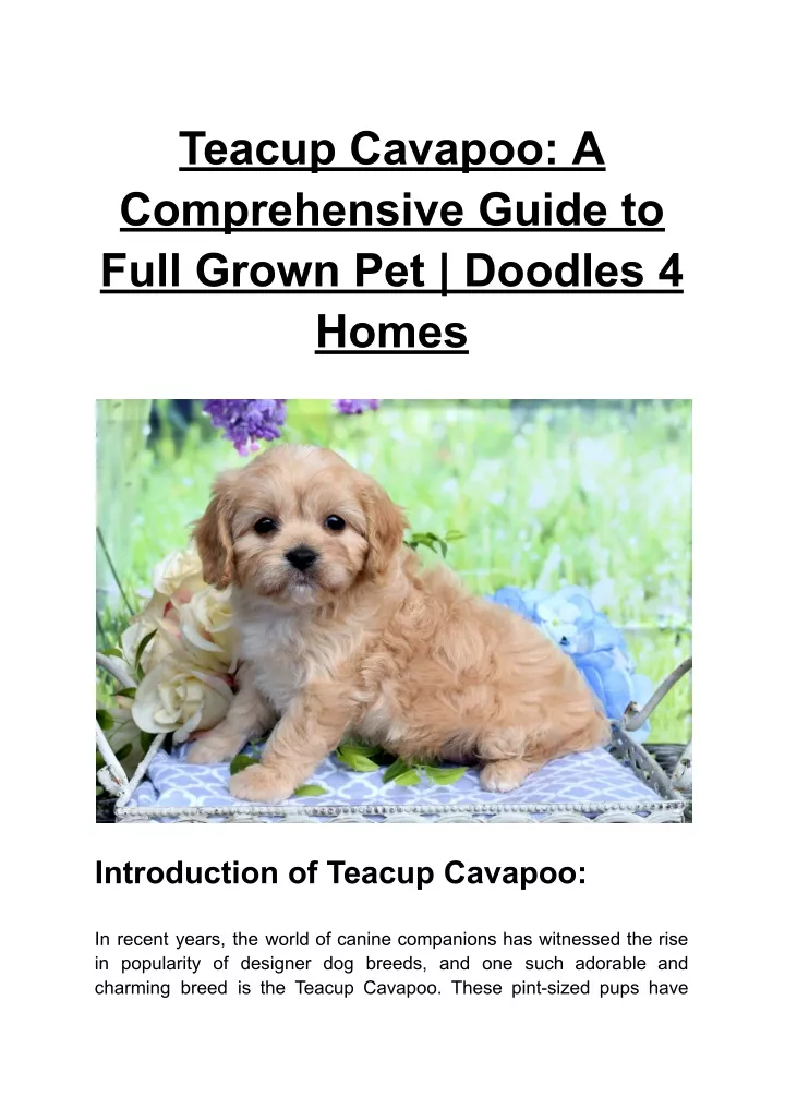 teacup cavapoo a comprehensive guide to full