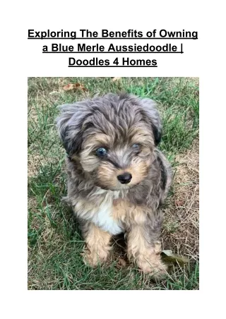 Exploring The Benefits of Owning a Blue Merle Aussiedoodle _ Doodles 4 Homes