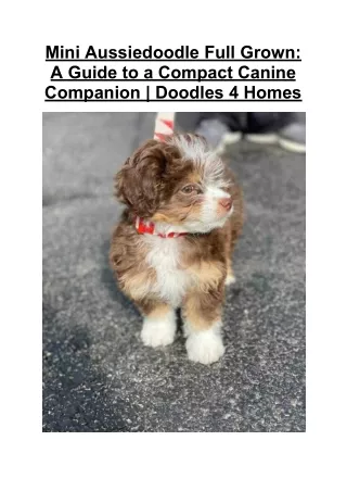 Mini Aussiedoodle Full Grown_ A Guide to a Compact Canine Companion _ Doodles 4 Homes