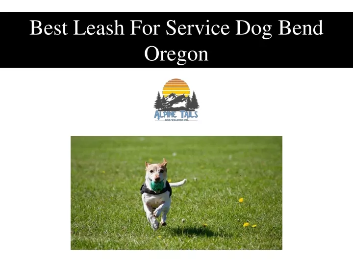 best leash for service dog bend oregon