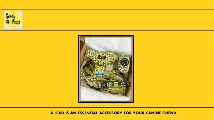a lead is an essential accessory for your canine