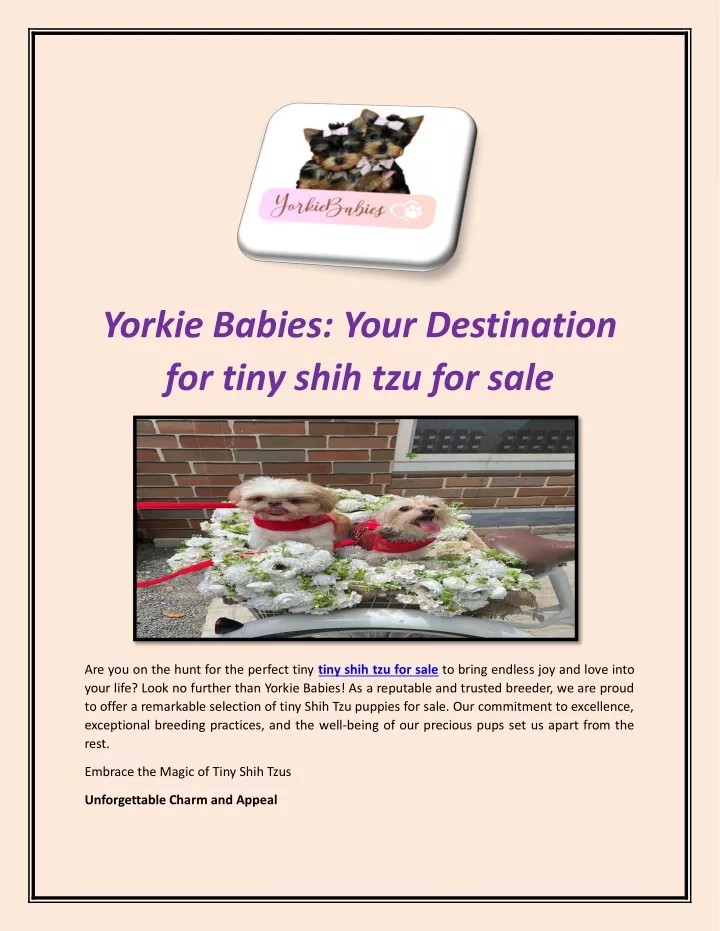 yorkie babies your destination for tiny shih