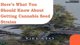 Here’s What You Should Know About Getting Cannabis Seed Strains