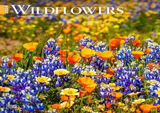 Pdf (read online) Wildflowers | 2024 12 x 24 Inch Monthly Square Wall Calendar |