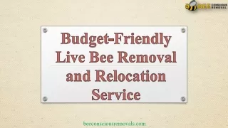 Budget-Friendly Live Bee Removal and Relocation Service