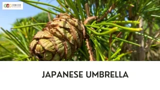 Mystique of the Orient: Delving into Japanese Umbrella Pines