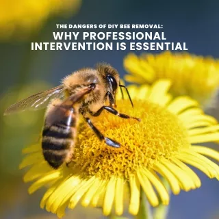 Why Professional Intervention Is Essential