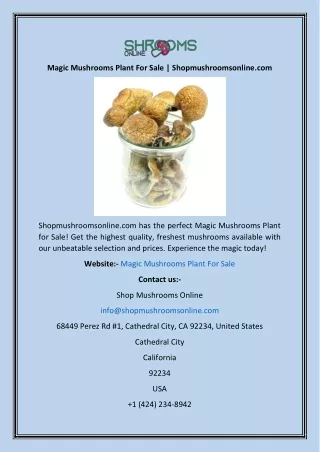 Magic Mushrooms Plant For Sale  Shopmushroomsonline
