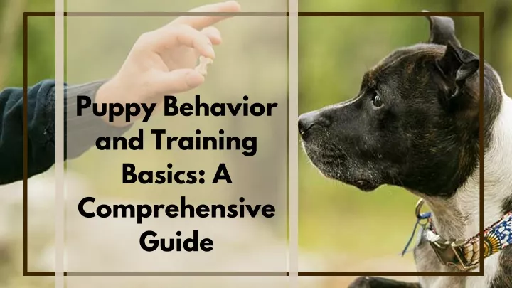 puppy behavior and training basics