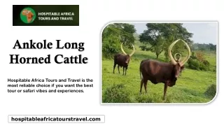 Ankole Long Horned Cattle