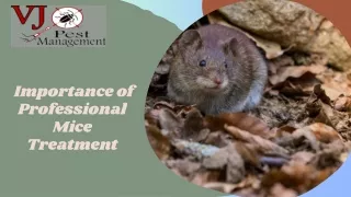 Get the Mice Treatments in Manhattan at VJ Pest Management