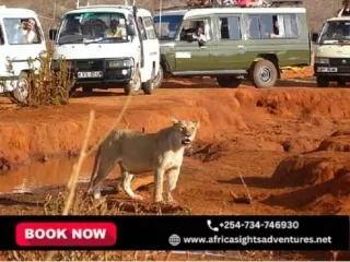 Embark on an Unforgettable Kenya Wildlife Adventure Selecting the Best Kenya Wil