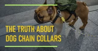 What Every Australian Should Know About Dog Chain Collars