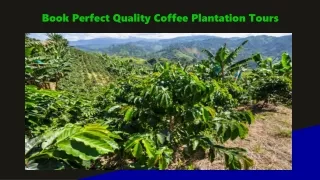 Book Perfect Quality Coffee Plantation Tours