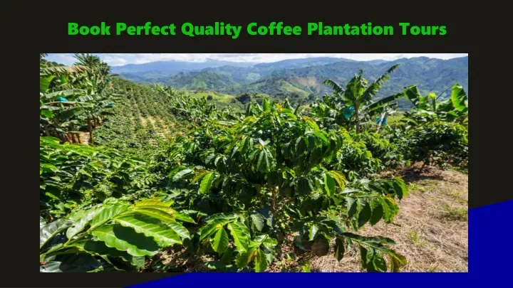 book perfect quality coffee plantation tours