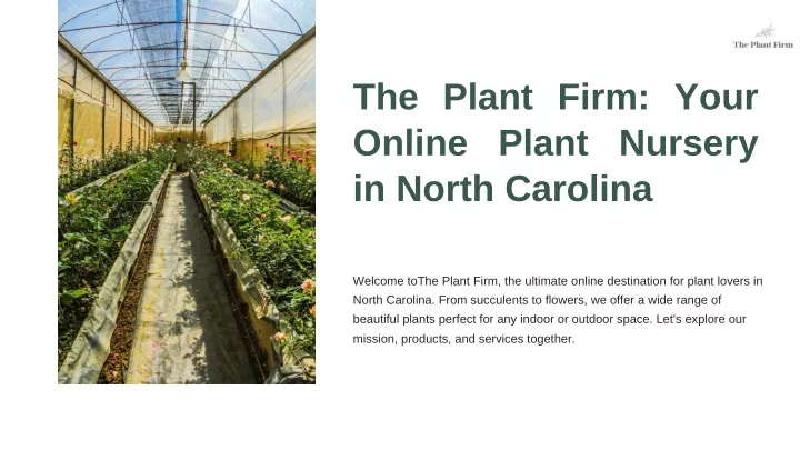 the plant firm your online plant nursery in north