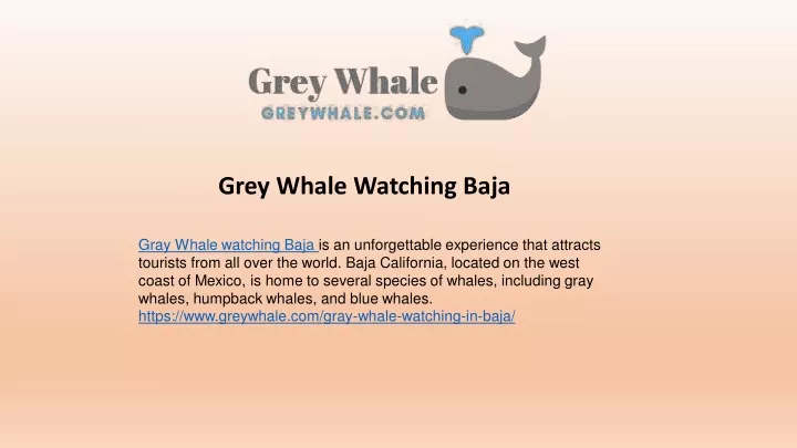 grey whale watching baja