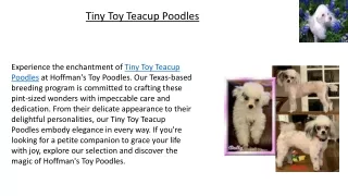 Tiny Toy Teacup Poodles