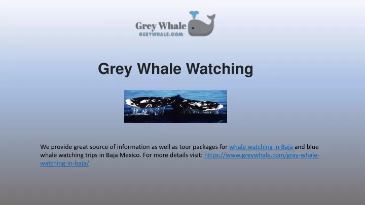 grey whale watching