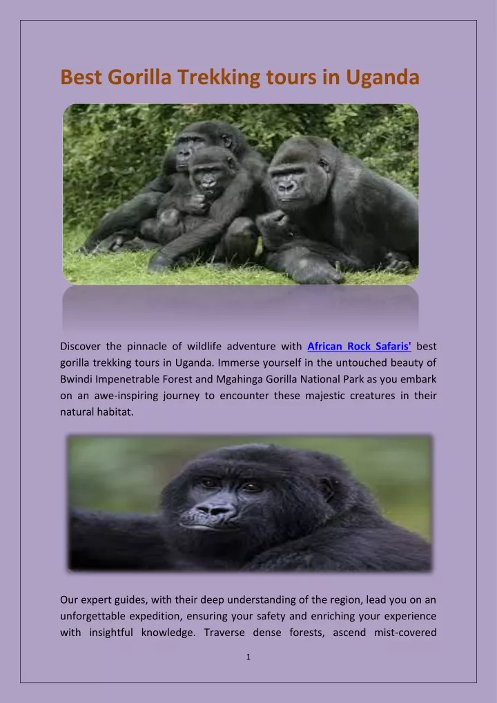 best gorilla trekking tours in uganda
