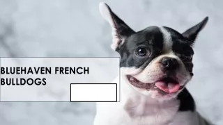 Taking Care of Your Brindle French Bulldog: A Comprehensive Guide