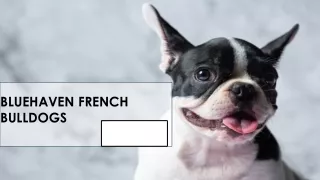 bluehaven french bulldogs