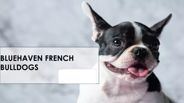 bluehaven french bulldogs
