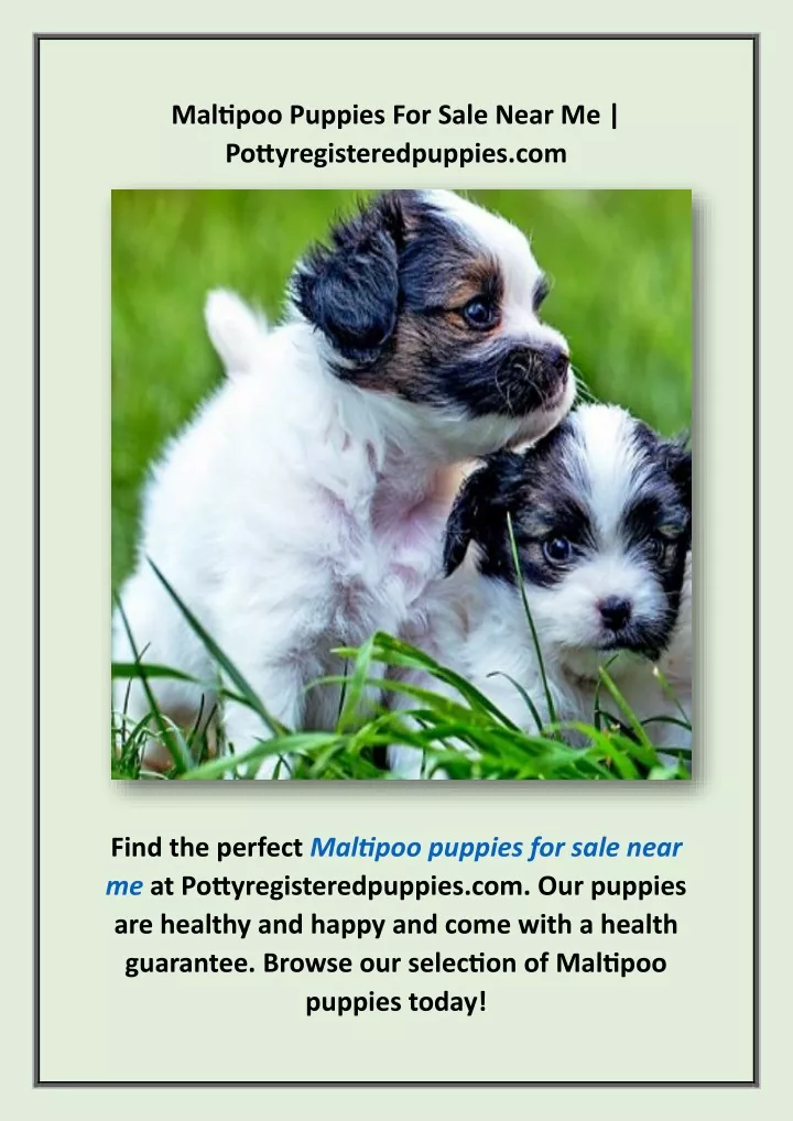 maltipoo puppies for sale near