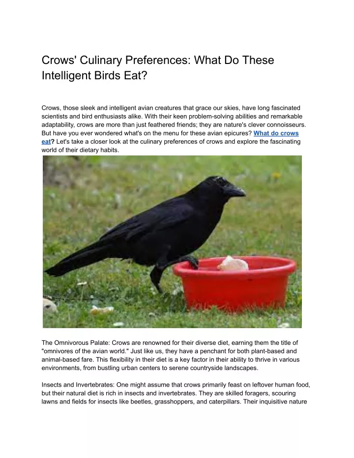 crows culinary preferences what do these