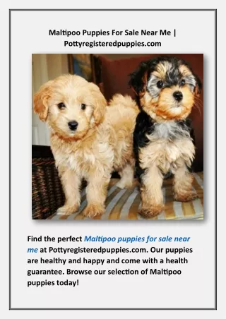 Maltipoo Puppies For Sale Near Me | Pottyregisteredpuppies.com