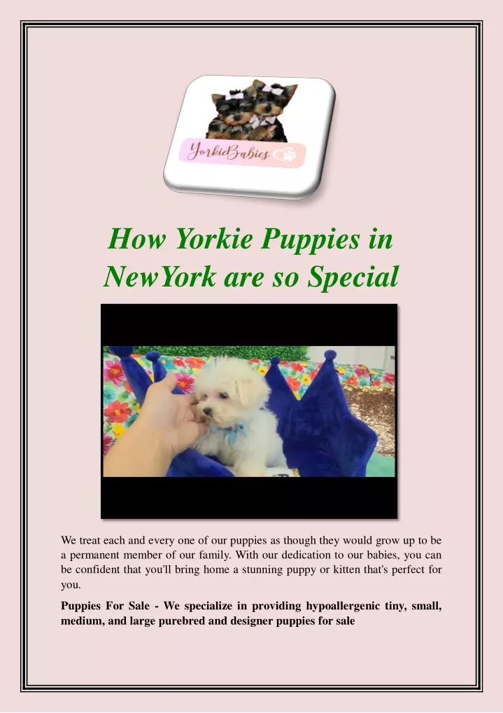 how yorkie puppies in newyork are so special