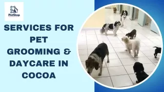 A Daycare & Grooming Service For Dogs In Cocoa Beach