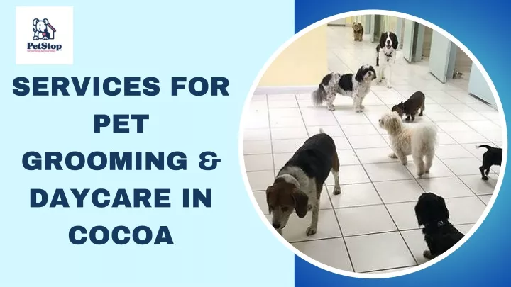 services for pet grooming daycare in cocoa