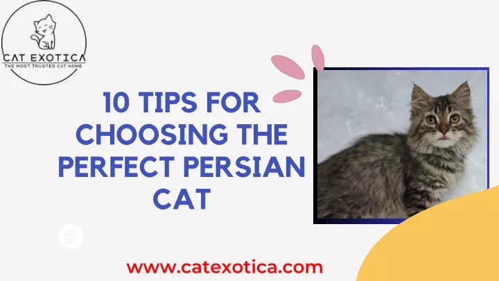 10 tips for choosing the perfect persian cat