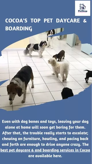 A Top-Rated Pet Boarding & Daycare Service In Cocoa Beach