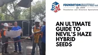An Ultimate Guide to Nevil’s Haze Hybrid Seeds