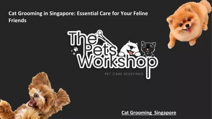 cat grooming in singapore essential care for your