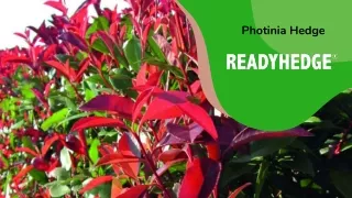 photinia hedge