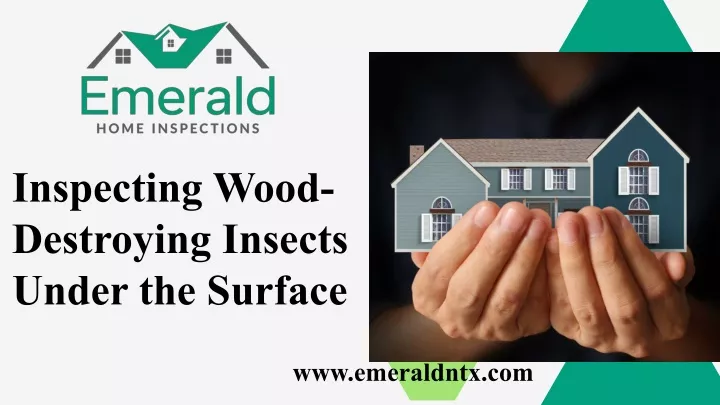 inspecting wood destroying insects under