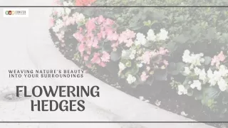 Blossoming Beauty: Elevate Your Yard with Flowering Hedges
