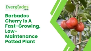 Barbados Cherry Is A Fast-Growing, Low-Maintenance Potted Plant