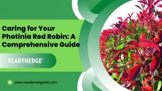 Caring for Your Photinia Red Robin: A Comprehensive Guide