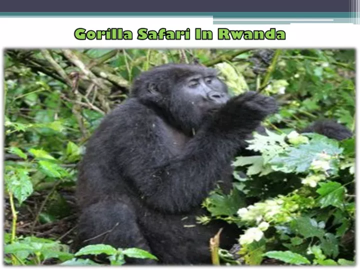 gorilla safari in rwanda