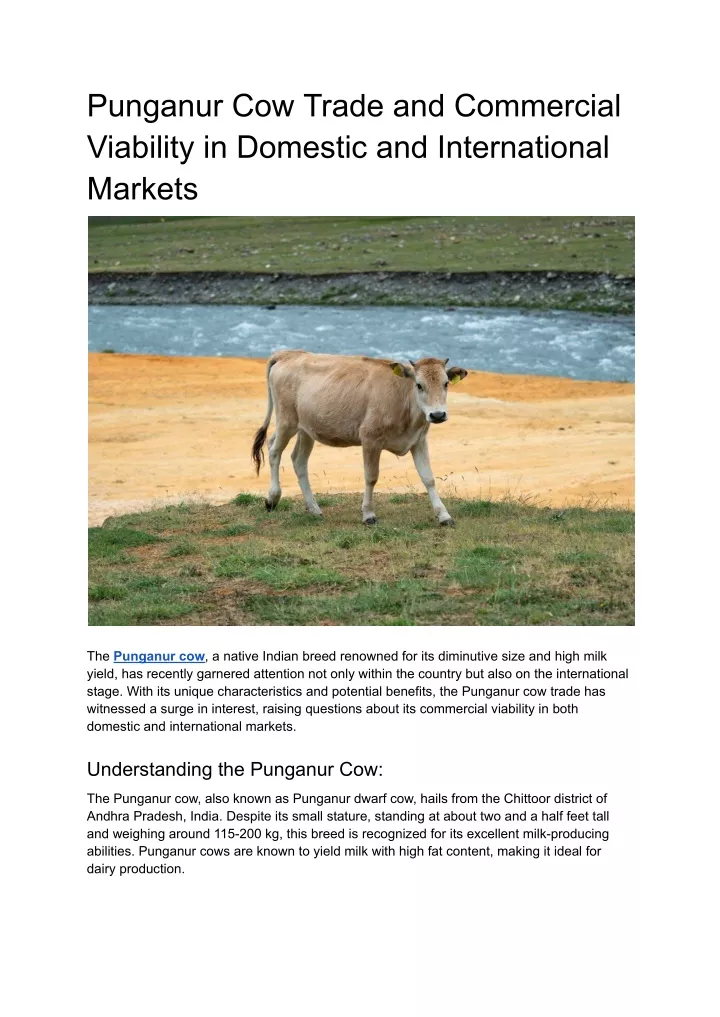 punganur cow trade and commercial viability
