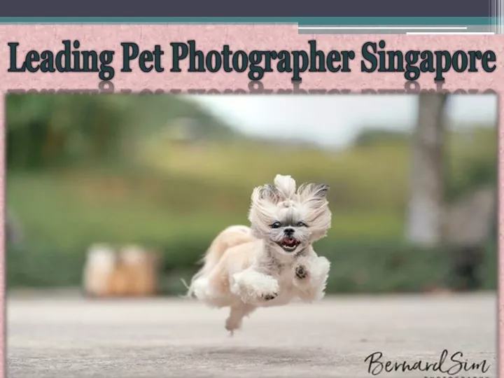 leading pet photographer singapore